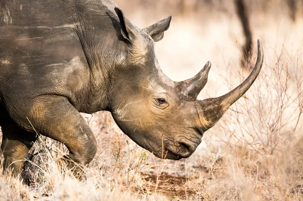Walking with Rhinos at Thanda Safari, South Africa